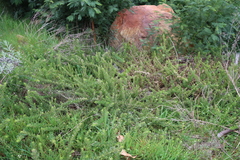 Oftia africana, photograph (c) Tony Rebelo, some rights reserved (CC BY-SA)
