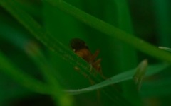 Tenthredopsis nassata