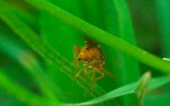 Tenthredopsis nassata