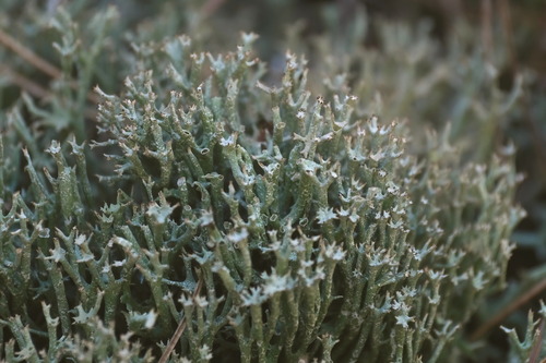 Lesser Organ-pipe Lichen