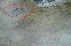 Thalassoma bifasciatum