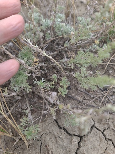 fringed sagebrush