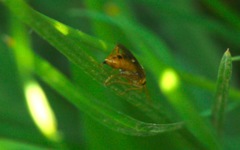 Tenthredopsis nassata