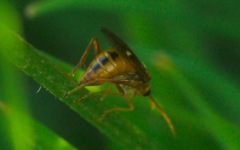 Tenthredopsis nassata