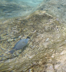 Acanthurus chirurgus