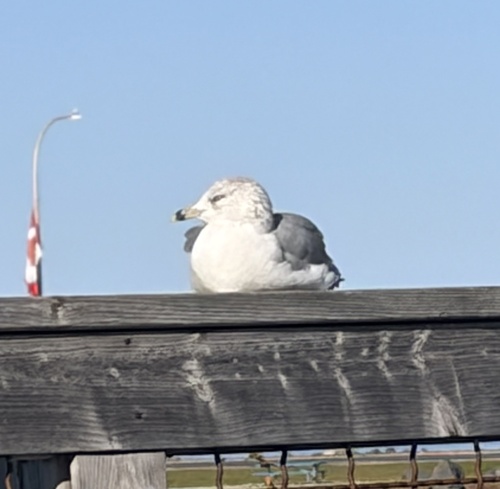 Ring-billed Gull