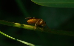 Tenthredopsis nassata