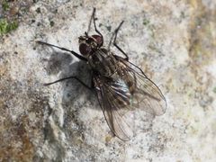 Limnophora maculosa