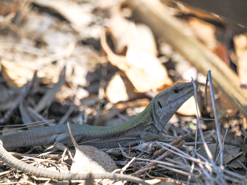 Italian Wall Lizard