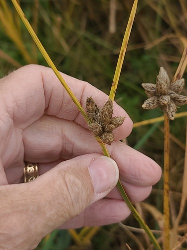 Bolboschoenus maritimus