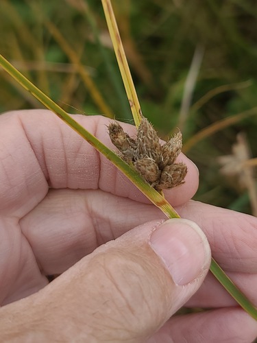 Bolboschoenus maritimus, photograph 2