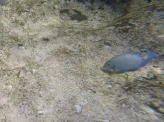 Acanthurus chirurgus