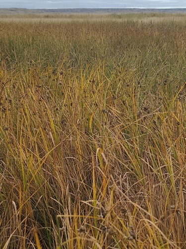 Bolboschoenus maritimus, photograph 3