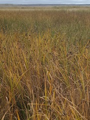 Bolboschoenus maritimus, photograph author not stated, no rights reserved