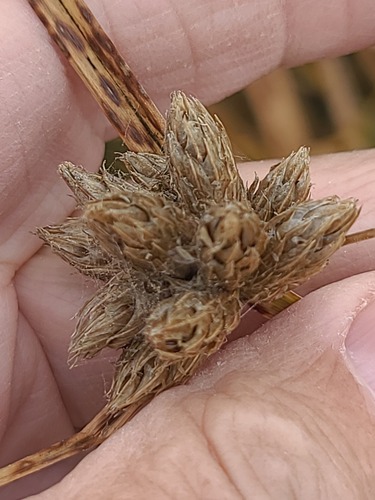 Bolboschoenus maritimus, photograph 4