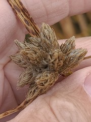 Bolboschoenus maritimus, photograph author not stated, no rights reserved