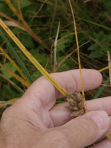 Bolboschoenus maritimus, photograph 6