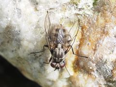 Limnophora maculosa