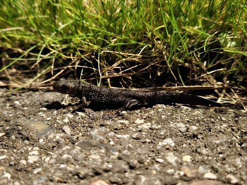 Great Crested Newt