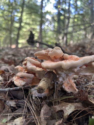 White-pored Chicken of the Woods