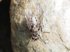 Limnophora maculosa