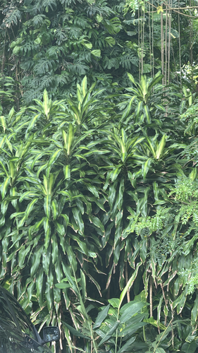 Dracaena fragrans, 2026-09-24