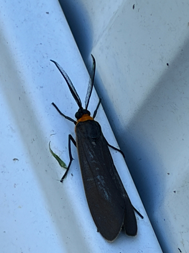 Yellow-collared Scape Moth