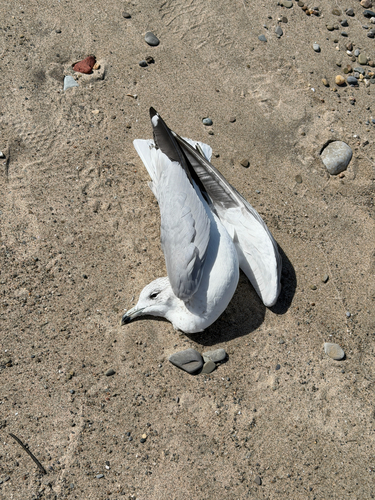 Ring-billed Gull