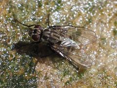 Limnophora maculosa