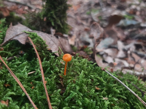 Orange Moss Navel
