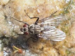 Limnophora maculosa