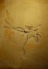 Archaeopteryx lithographica