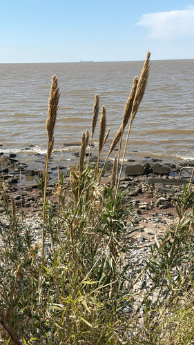 Arundo donax, photograph 3