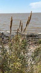 Arundo donax, photograph (c) William Stephens, some rights reserved (CC BY)