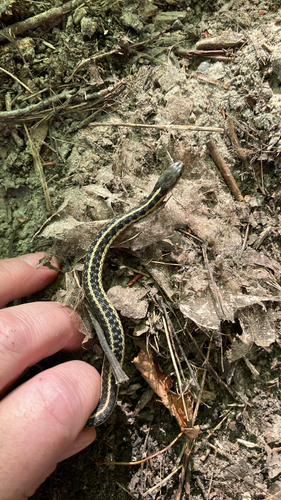 Common Garter Snake