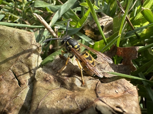 German Yellowjacket