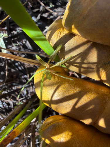 Yellow Flatsedge