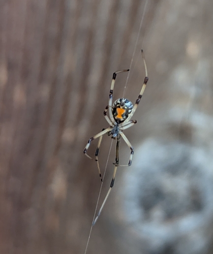 Brown Widow