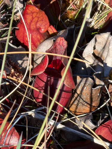 purple pitcher plant