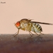 Drosophila immigrans - Photo (c) Marcello Consolo, algunos derechos reservados (CC BY-NC-SA)