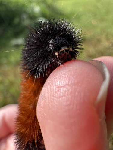 Isabella Tiger Moth