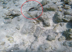 Canthigaster rostrata