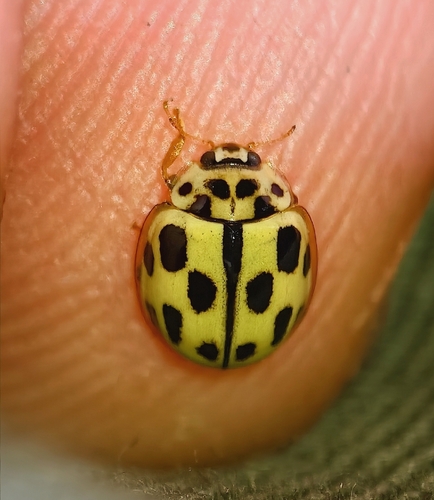 Fourteen-spotted Lady Beetle