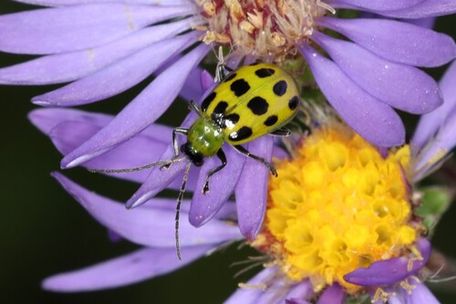 Spotted Cucumber Beetle