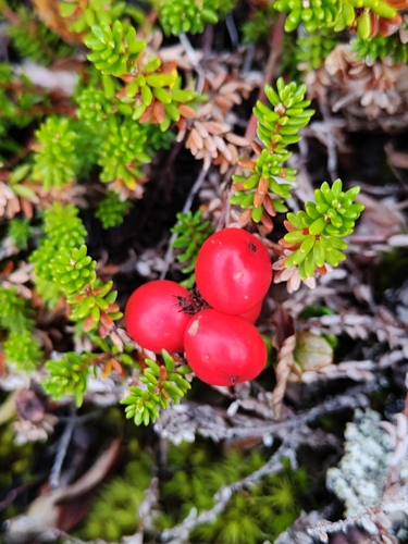 Cornus suecica, photograph 6