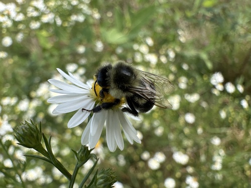 Common Eastern Bumble Bee