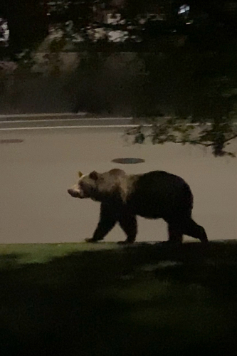 Grizzly Bear