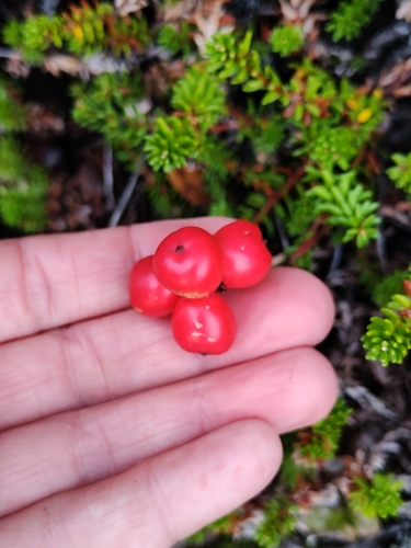 Cornus suecica, photograph 5