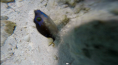 Canthigaster rostrata