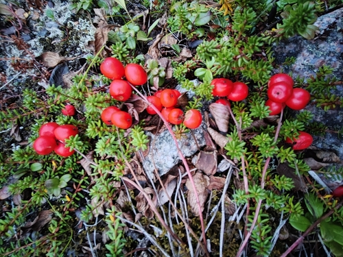 Cornus suecica, photograph 4
